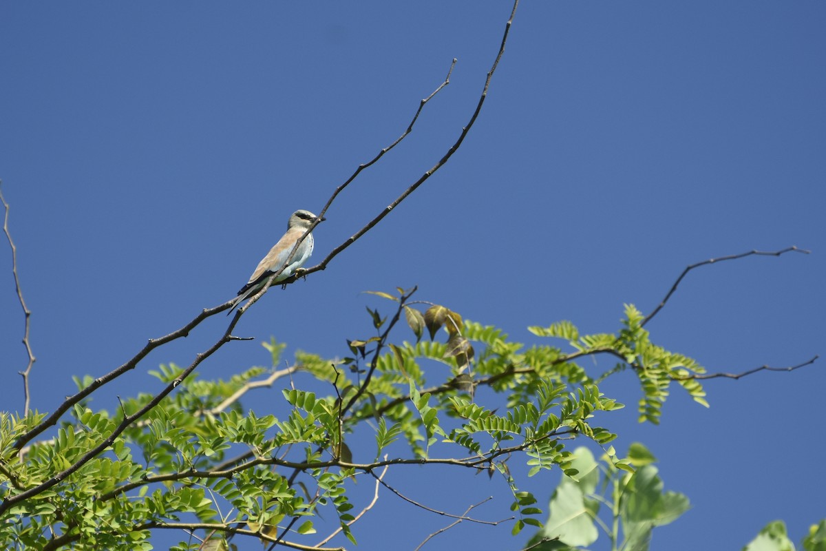 European Roller - ML646650895