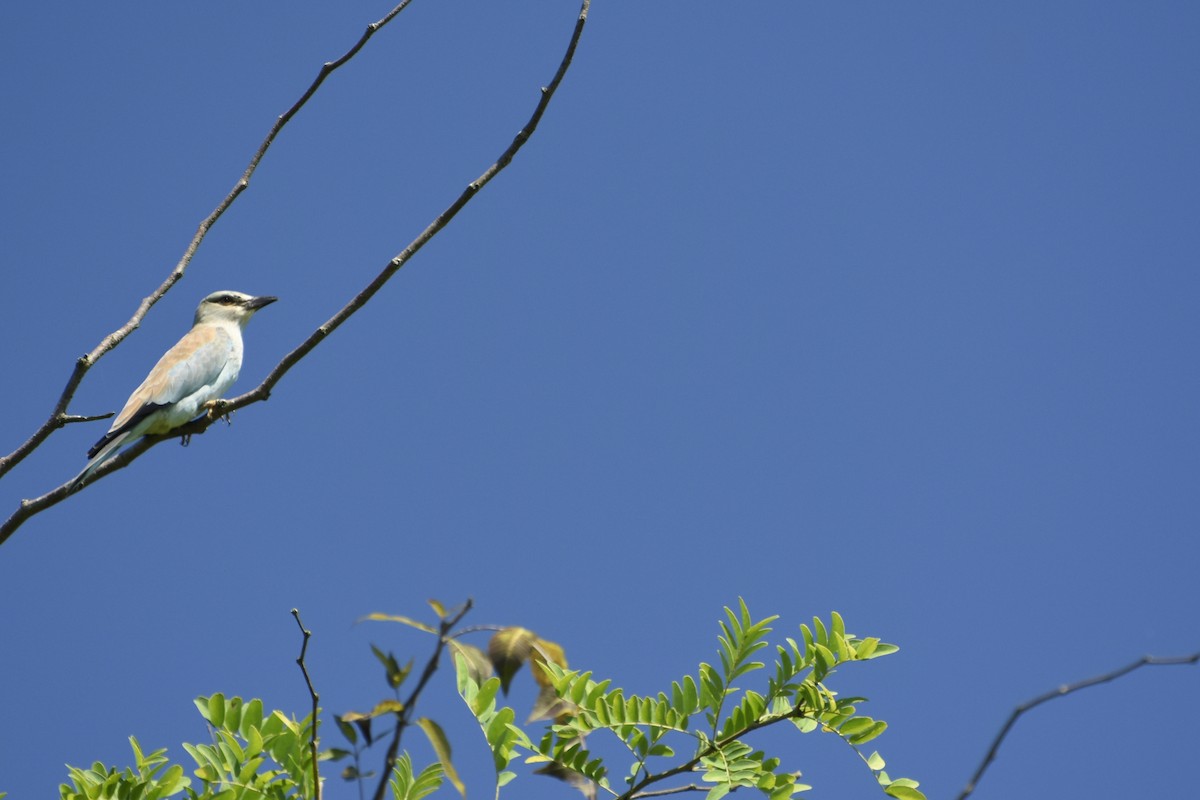 European Roller - ML646650896