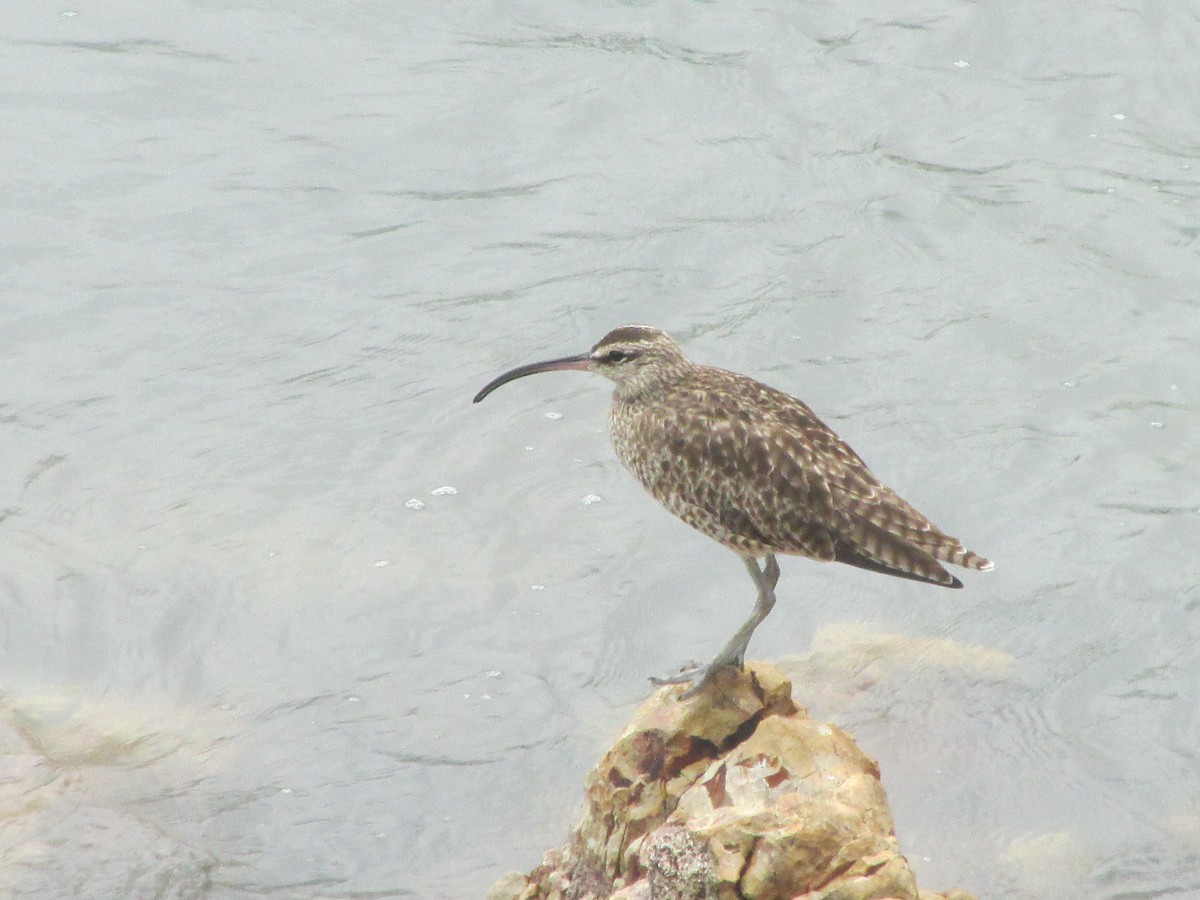 Chiurlo piccolo americano - ML646650897