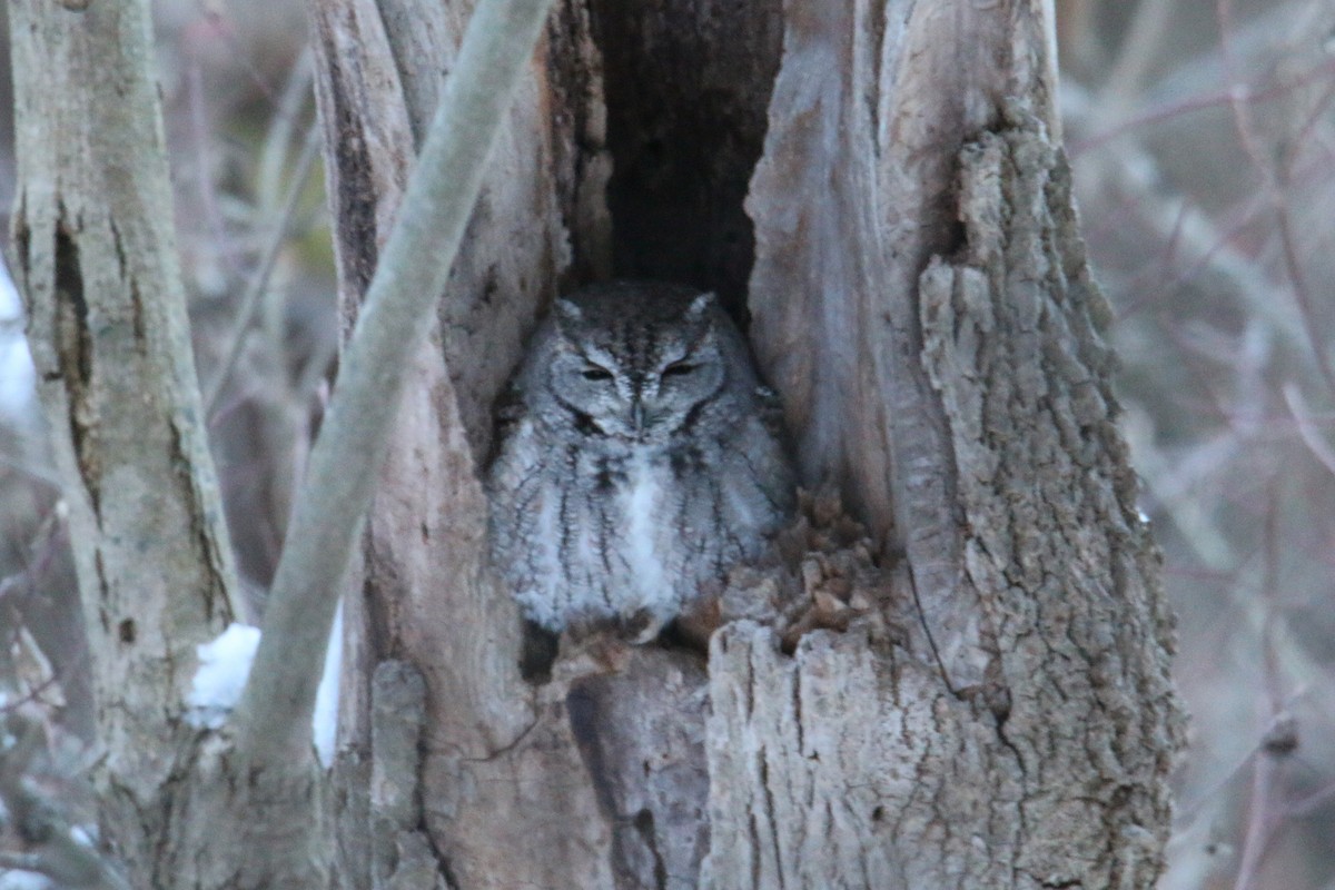 Eastern Screech-Owl - ML646650898