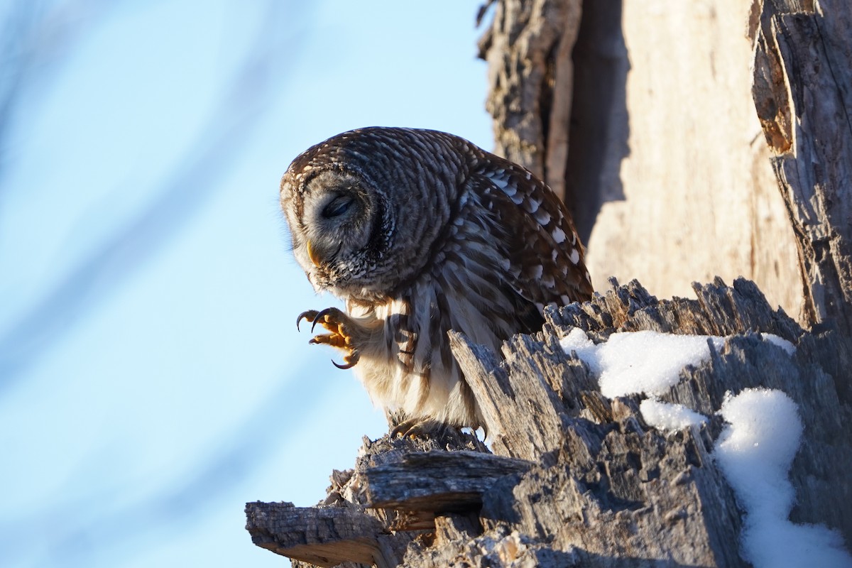 Barred Owl - ML646650900