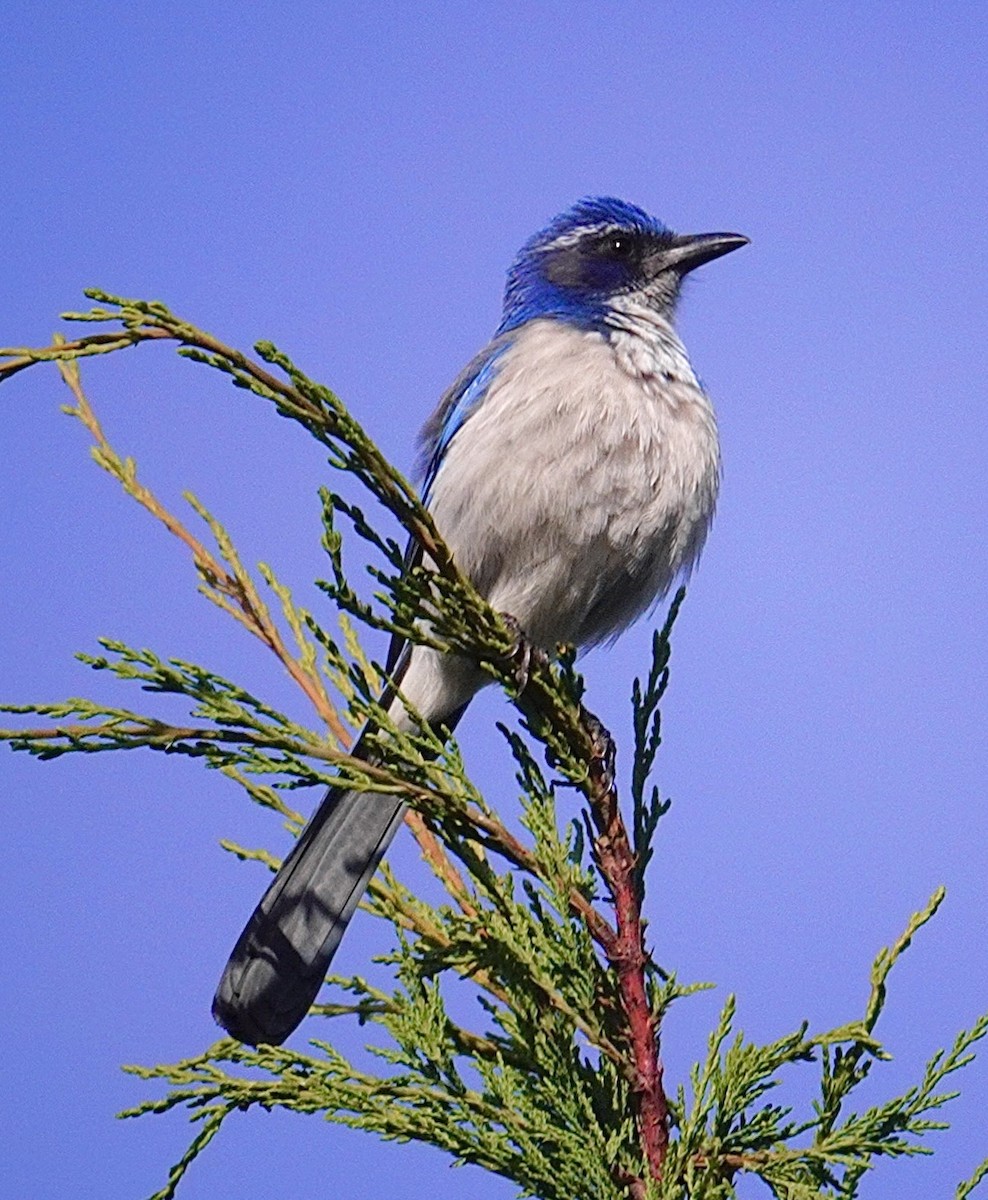 Chara Californiana - ML646650901