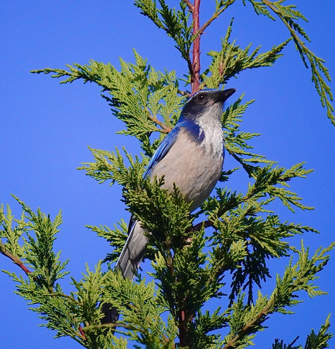 Chara Californiana - ML646650902