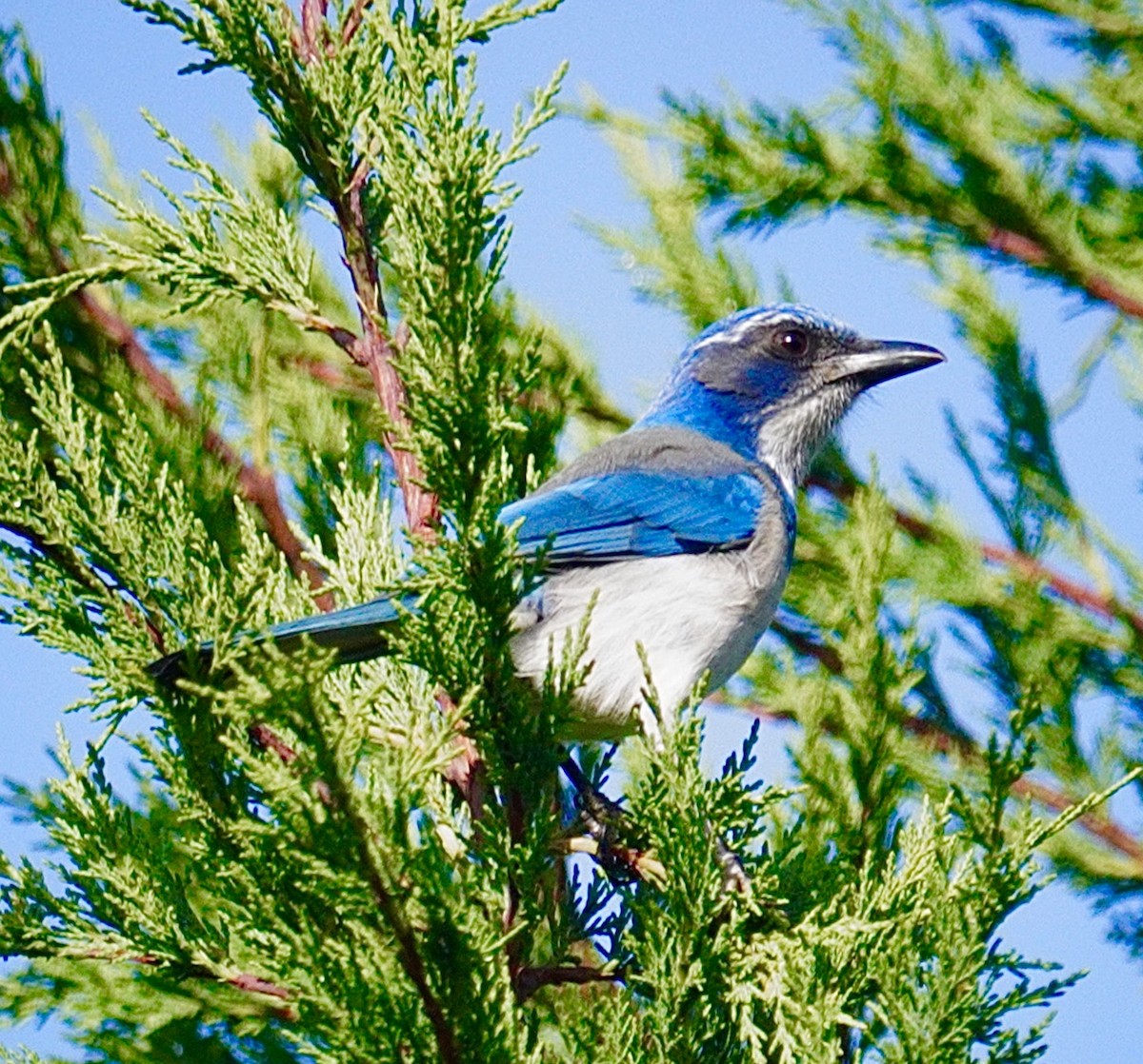 Chara Californiana - ML646650903