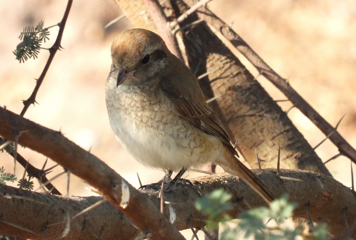 Isabellwürger - ML646650904