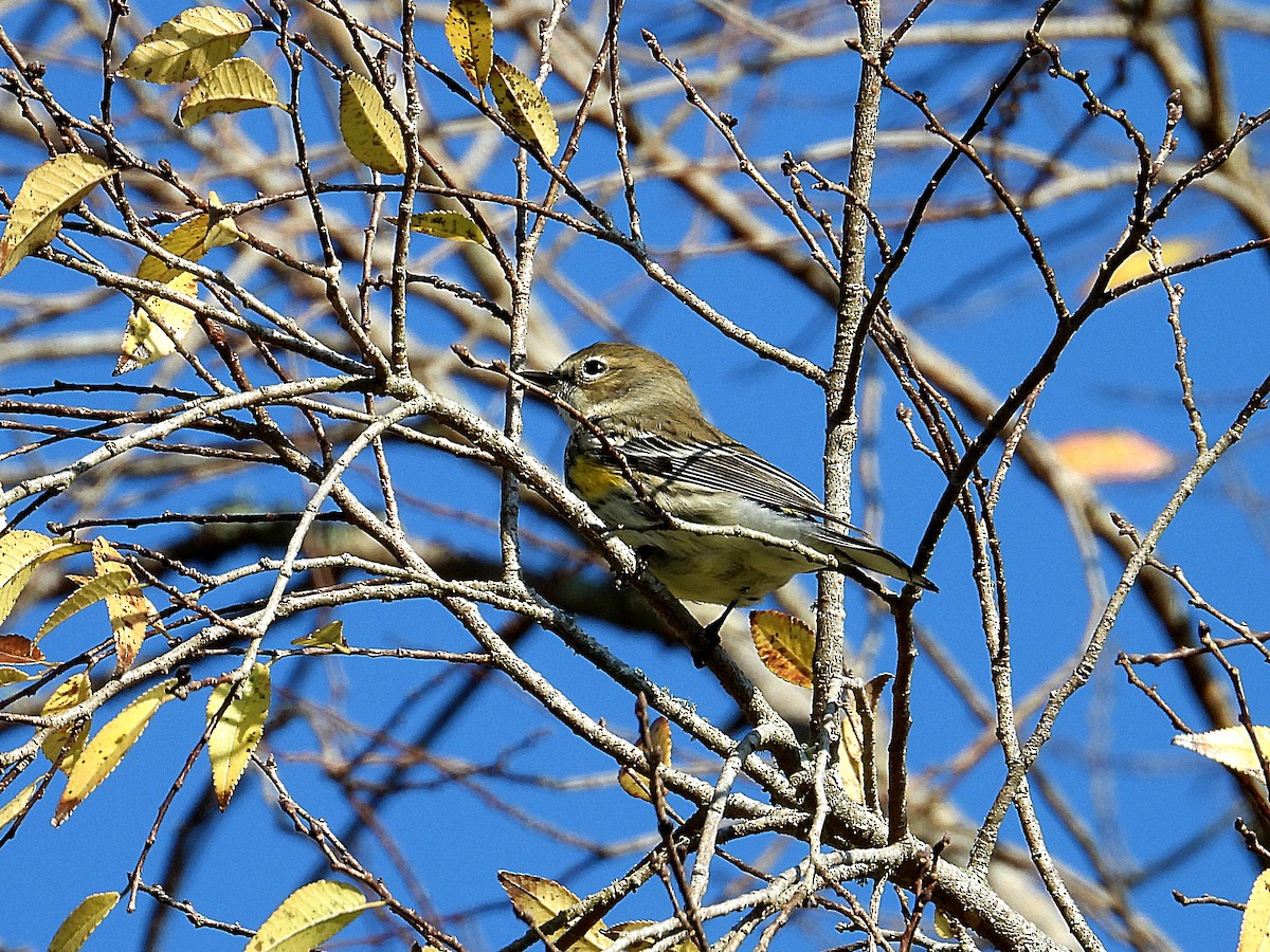 Yellow-rumped Warbler - ML646650905