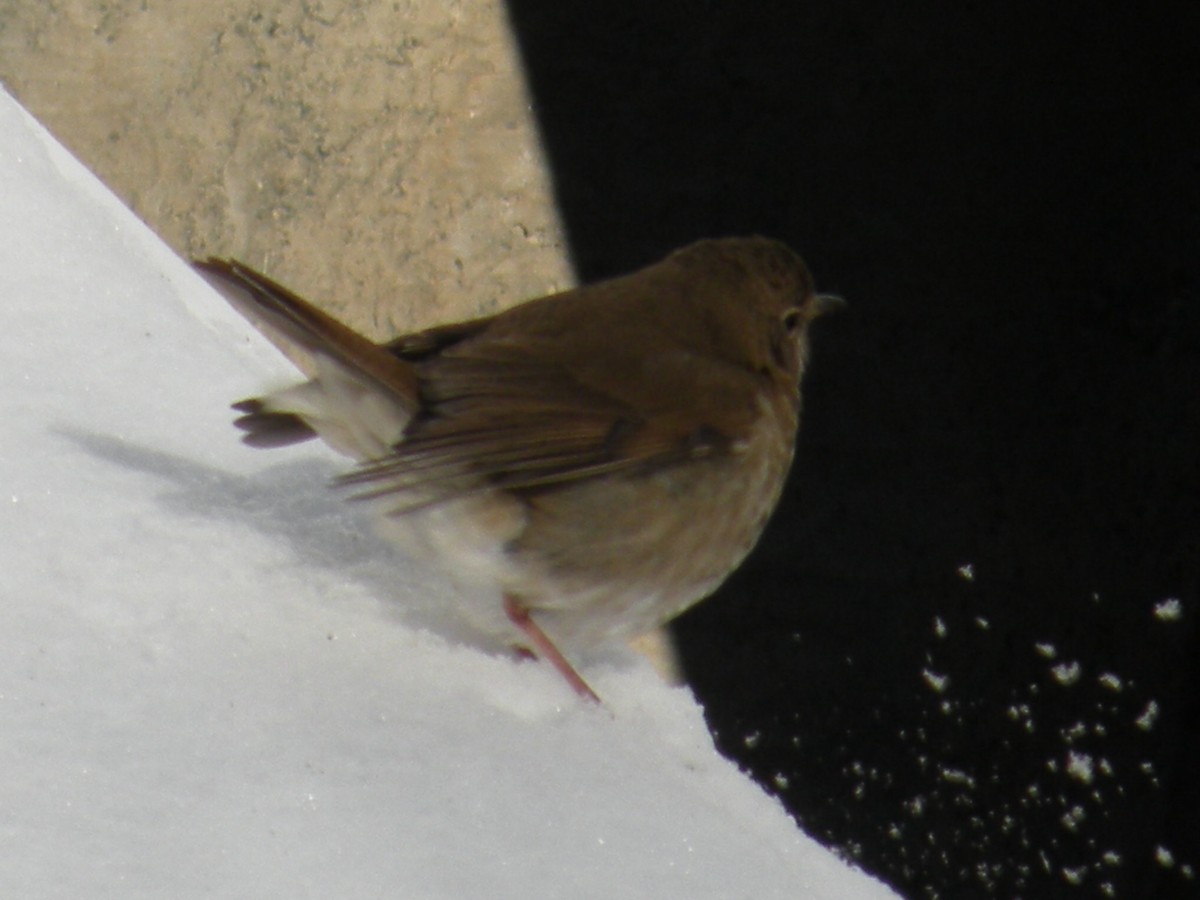 Hermit Thrush - ML646650906