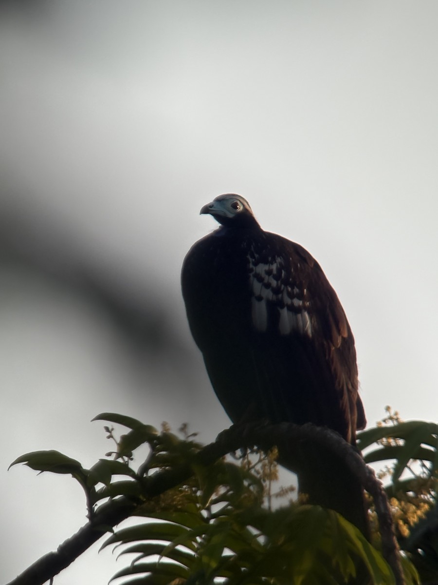 Trinidadguan - ML646650907