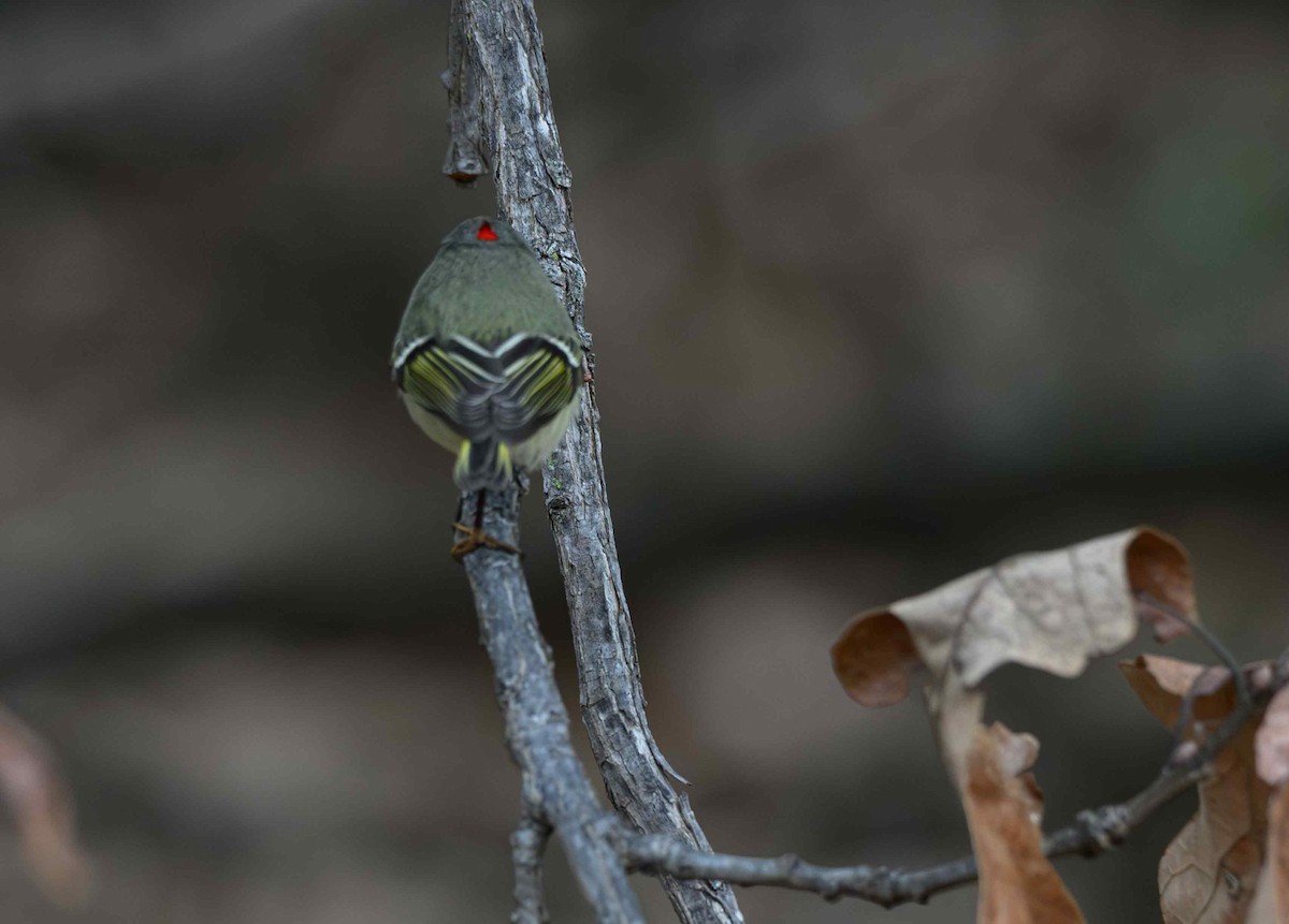 Ruby-crowned Kinglet - ML646650908