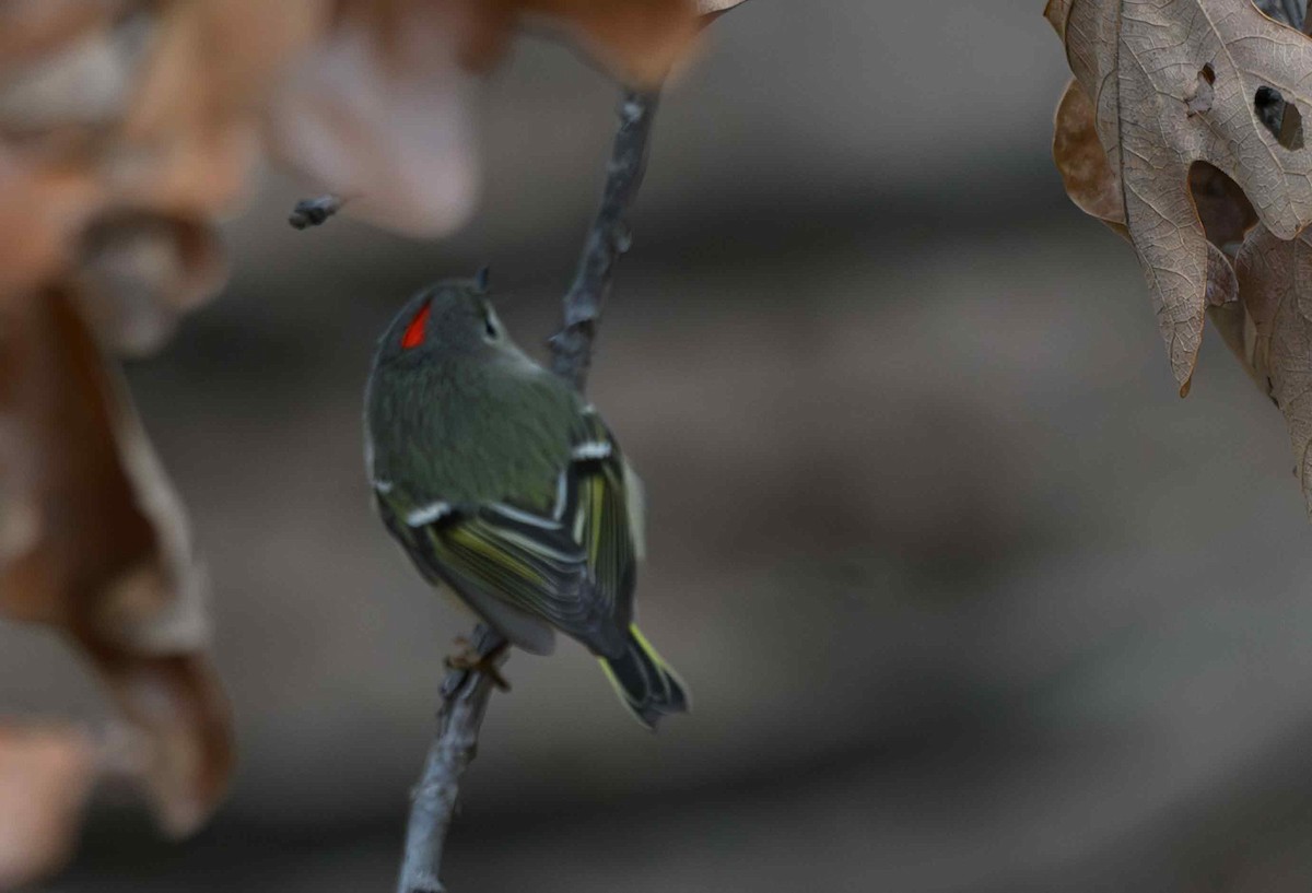 Ruby-crowned Kinglet - ML646650909