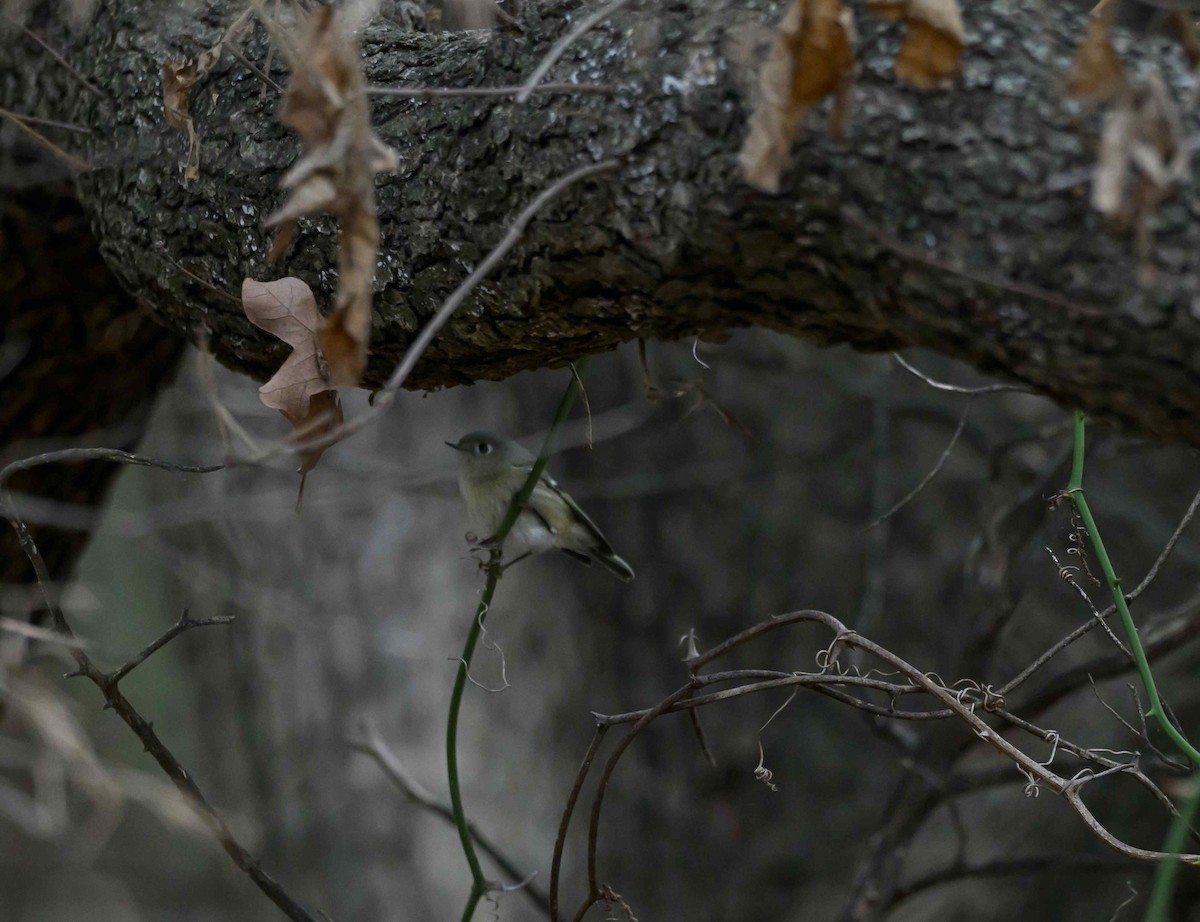 Ruby-crowned Kinglet - ML646650910