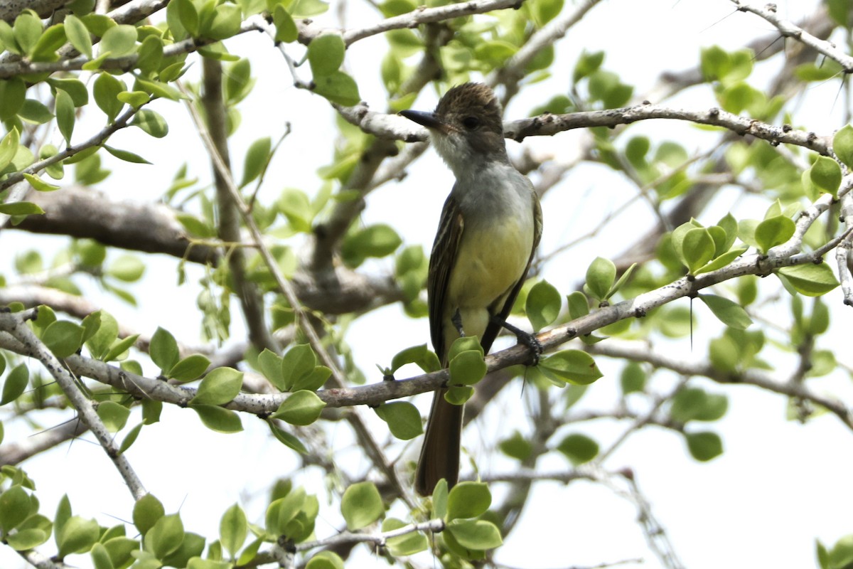 Brown-crested Flycatcher - ML646650911