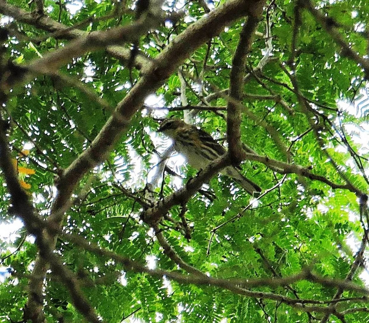 Yellow-rumped Warbler - ML646650912