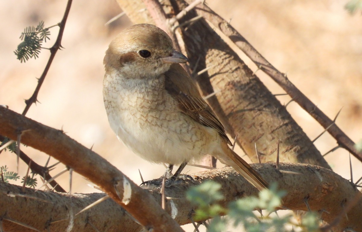 Isabellwürger - ML646650913