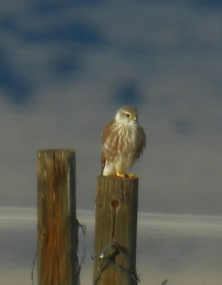 Merlin - ML646650914