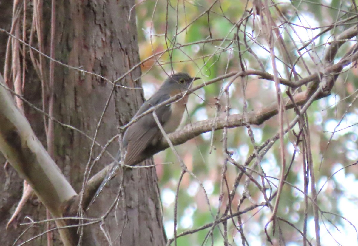 Yelpaze Kuyruklu Guguk - ML646650915