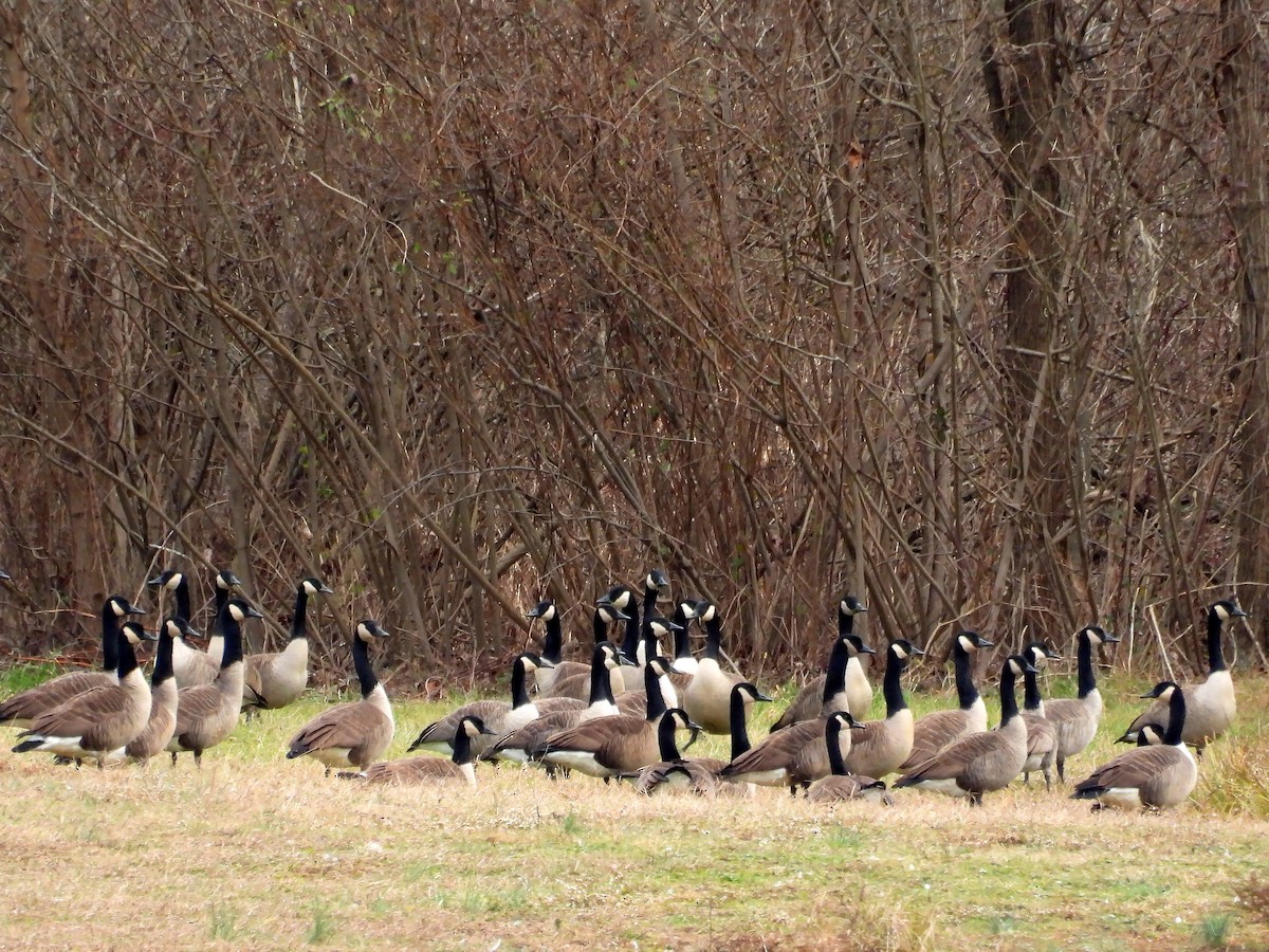 berneška velká - ML646650916