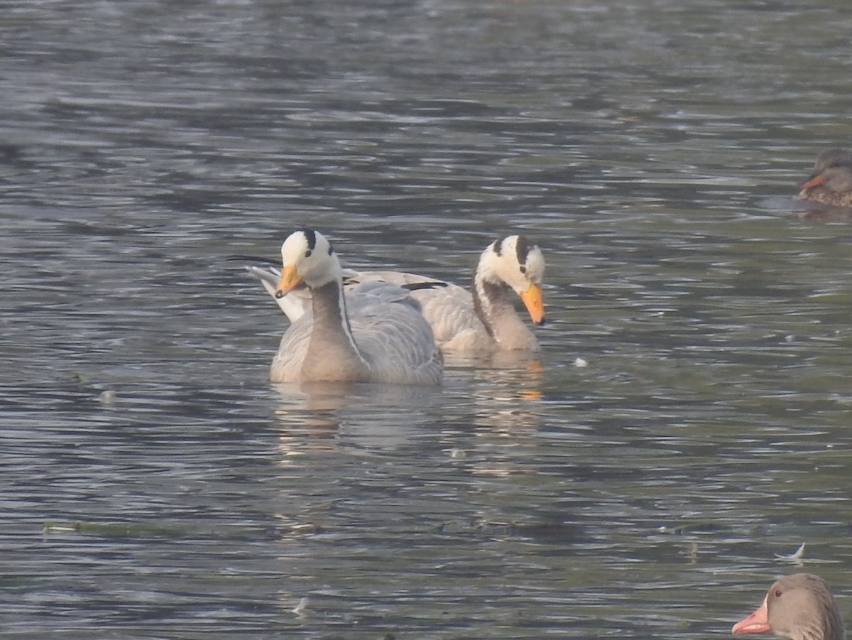 Oie à tête barrée - ML646650918