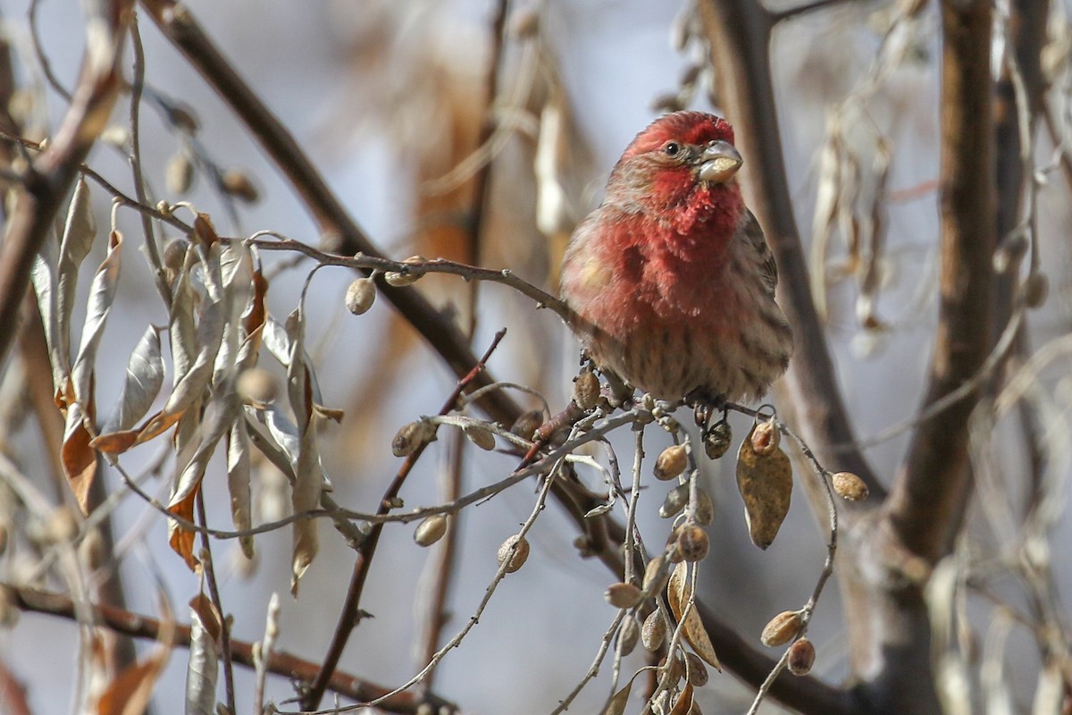 House Finch - ML646650919