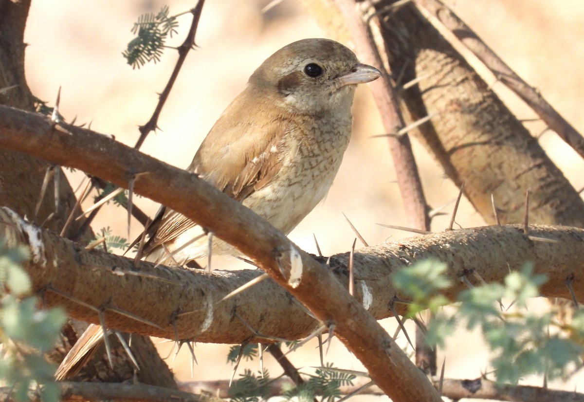 Isabellwürger - ML646650921