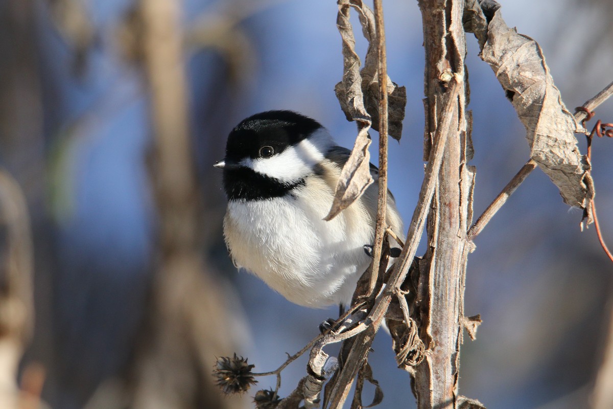 Black-capped Chickadee - ML646650922
