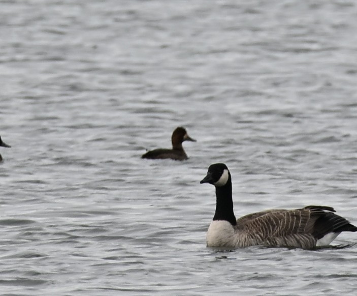 Canada Goose - ML646650923