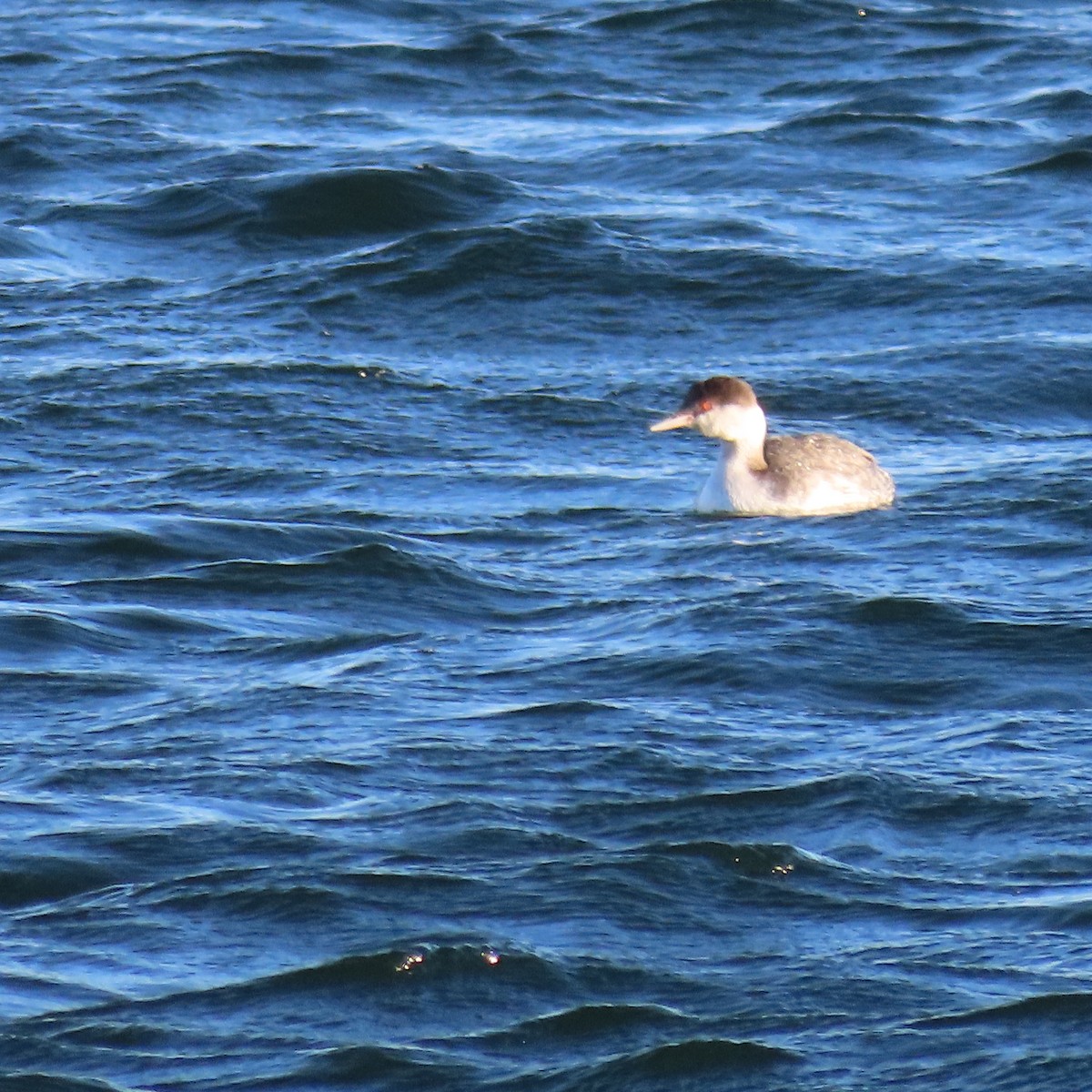 horndykker - ML646650924