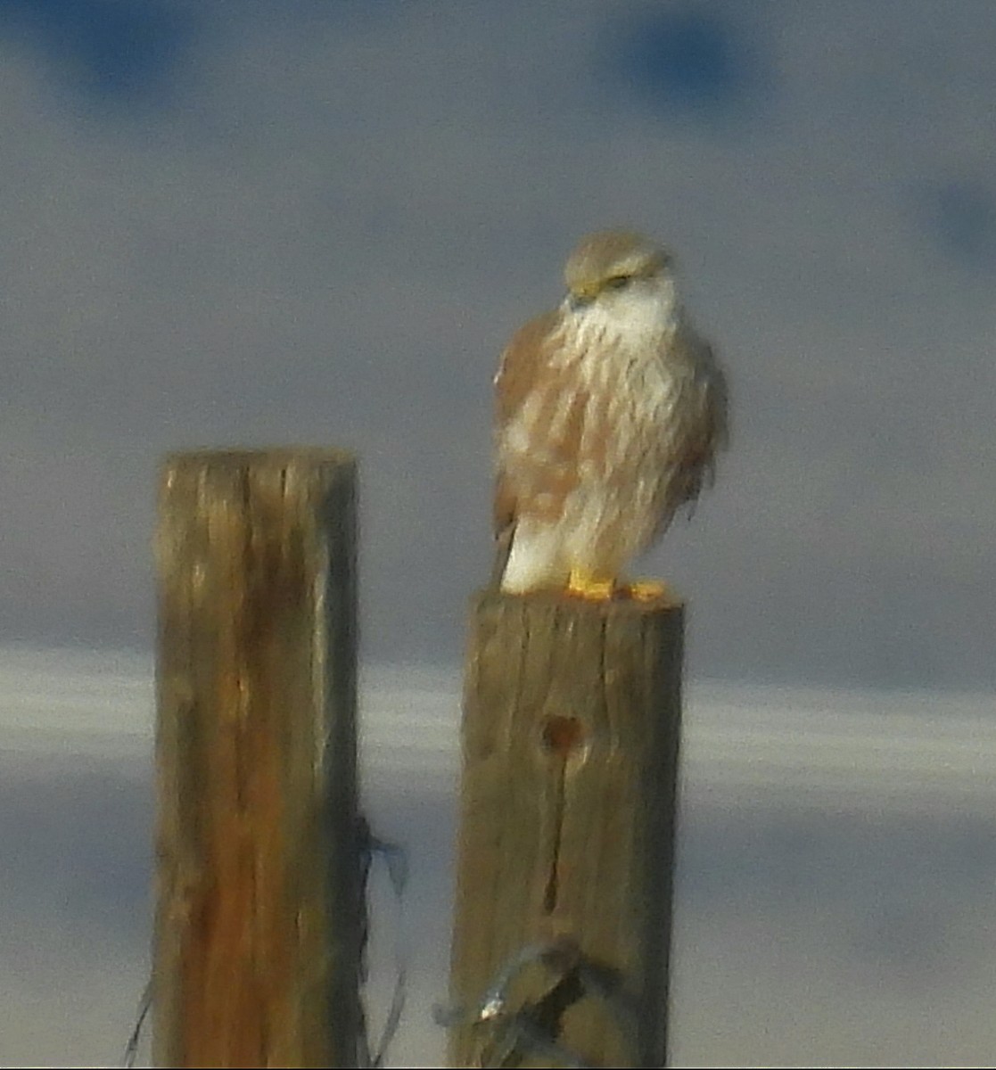 Merlin - ML646650928