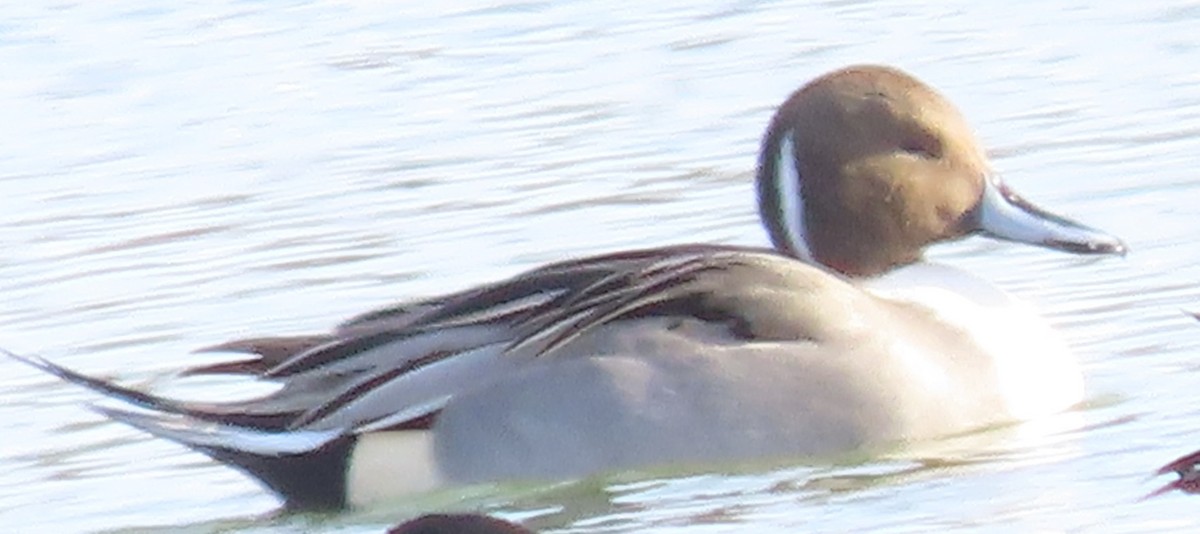 Ánade Rabudo - ML646650929