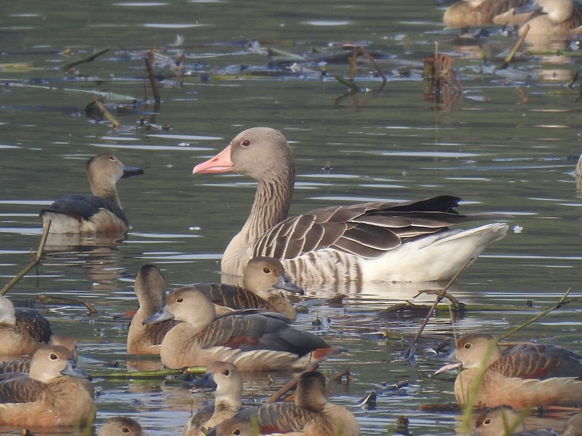 grågås - ML646650930