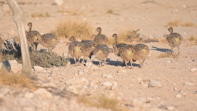 Страус африканський - ML646650931