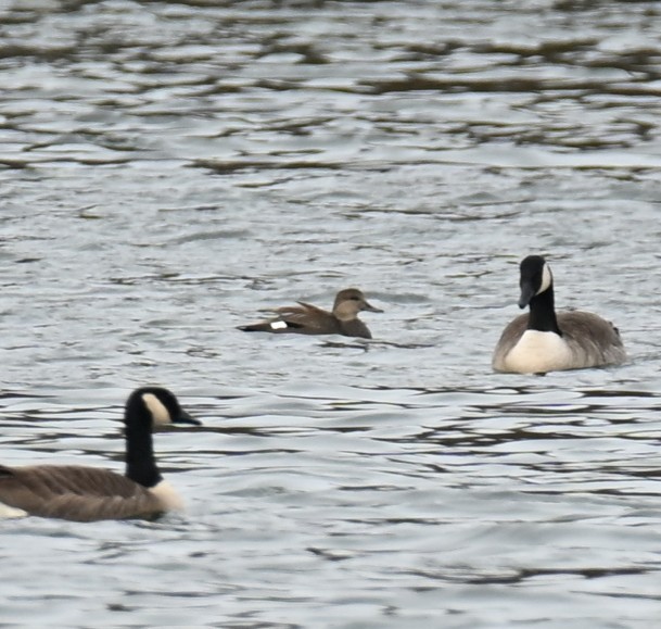 Gadwall - ML646650932