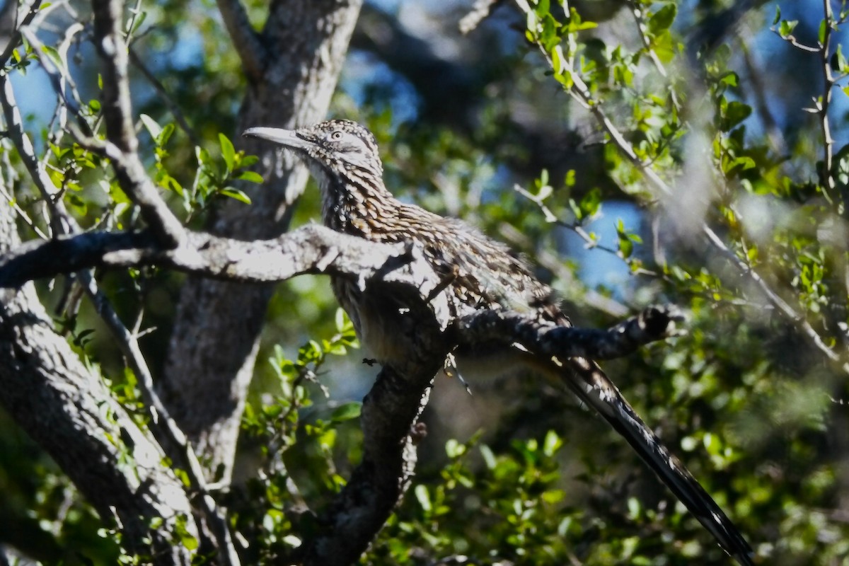 Калифорнийская кукушка-подорожник - ML646650933