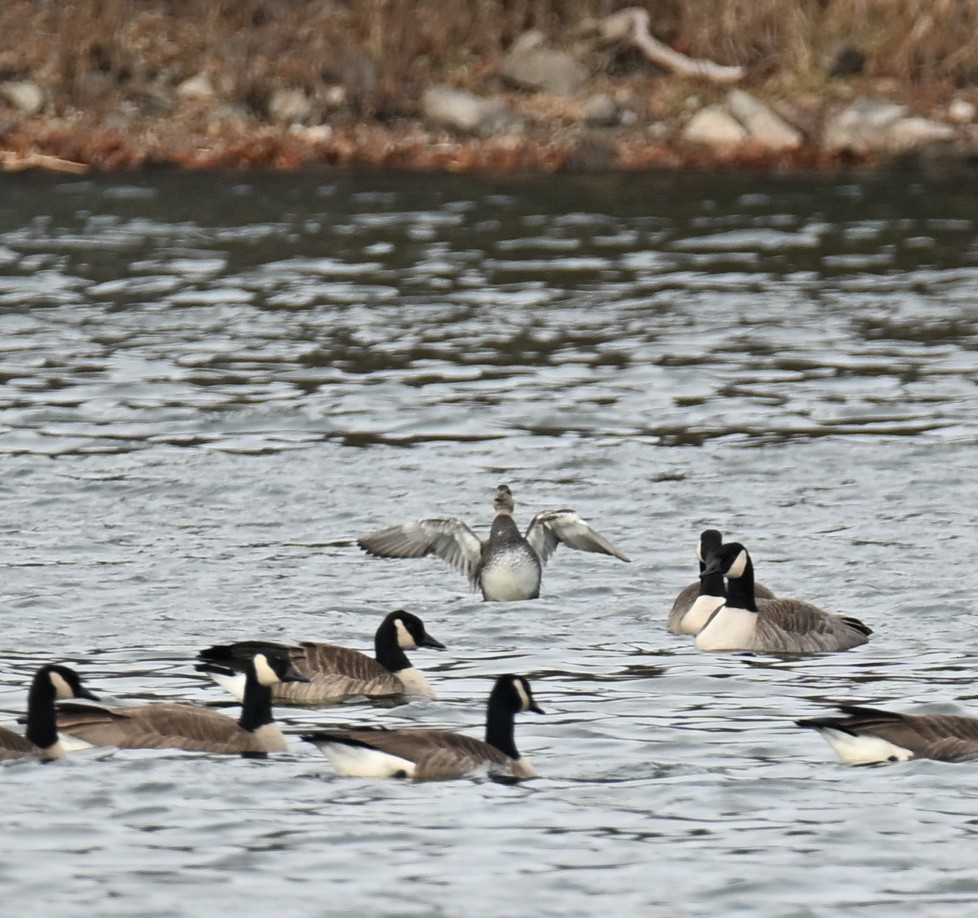 Gadwall - ML646650934