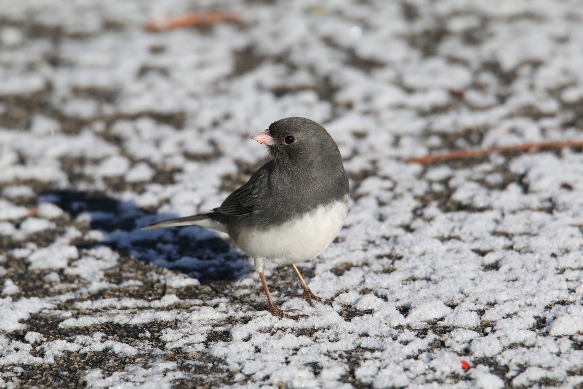 Dark-eyed Junco - ML646650935