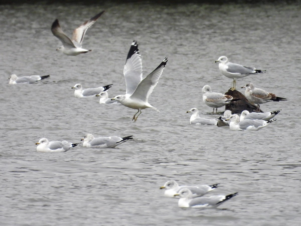 racek kroužkozobý - ML646650937