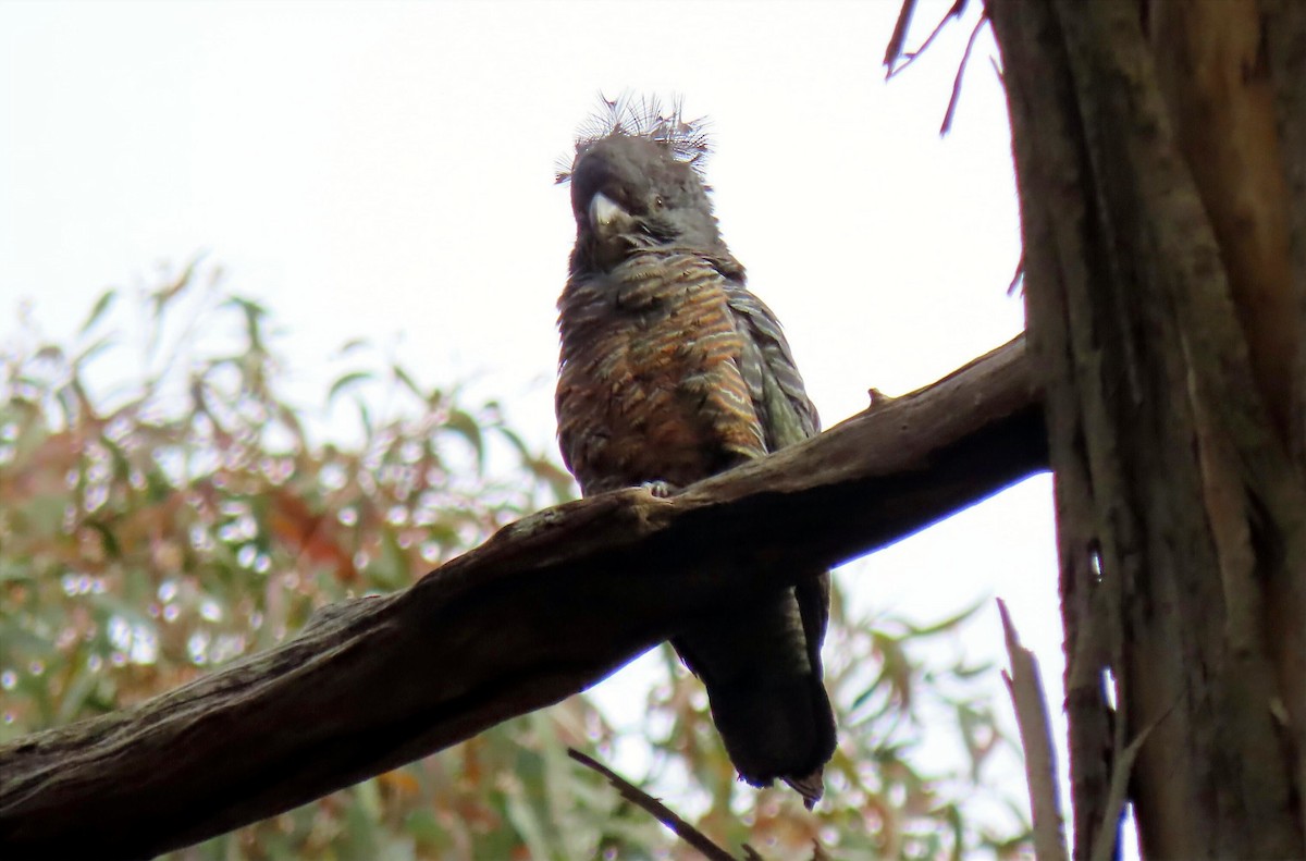 Miğferli Kakadu - ML646650938