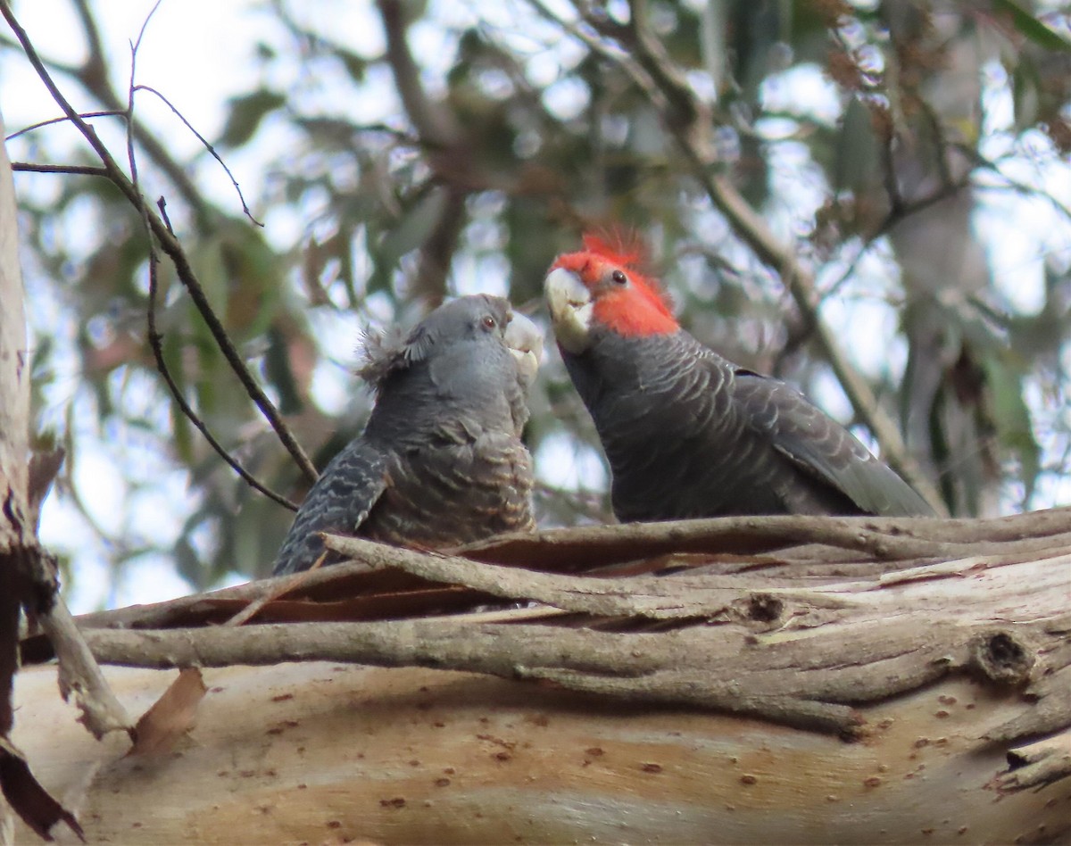 Miğferli Kakadu - ML646650939