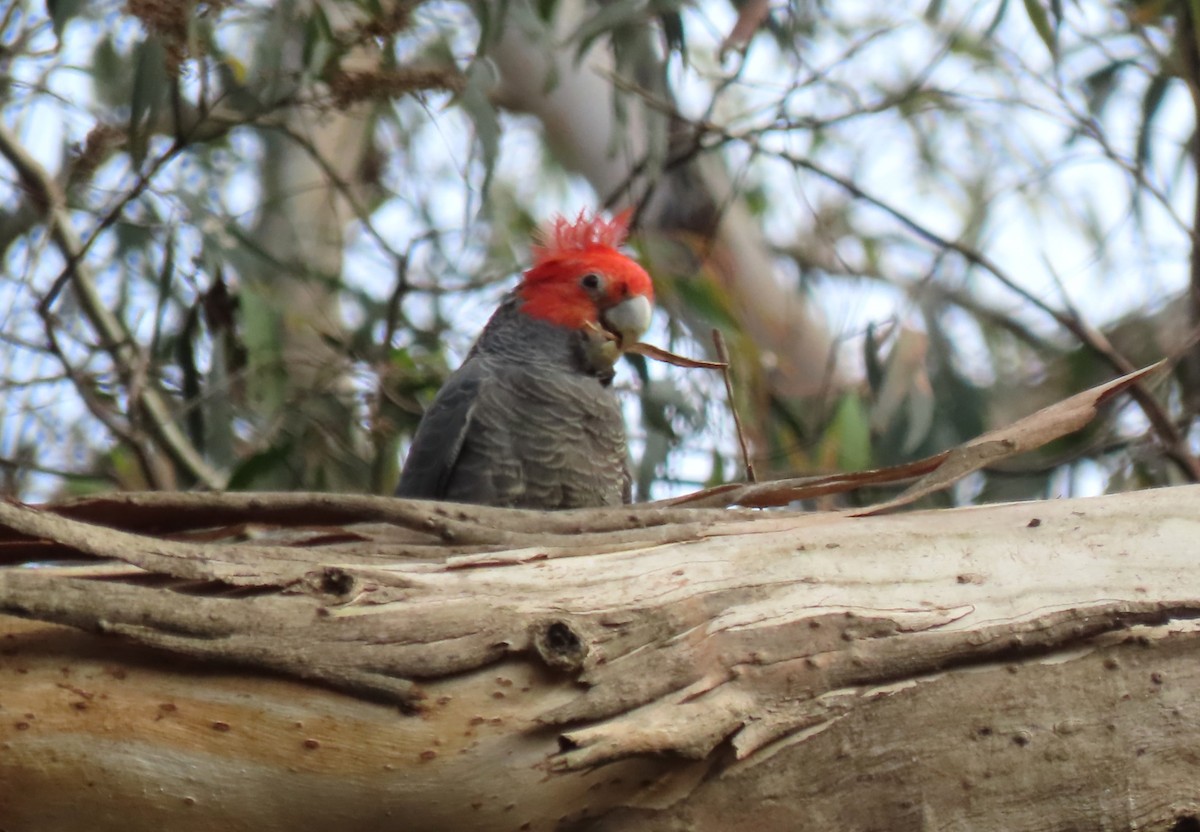 Miğferli Kakadu - ML646650940