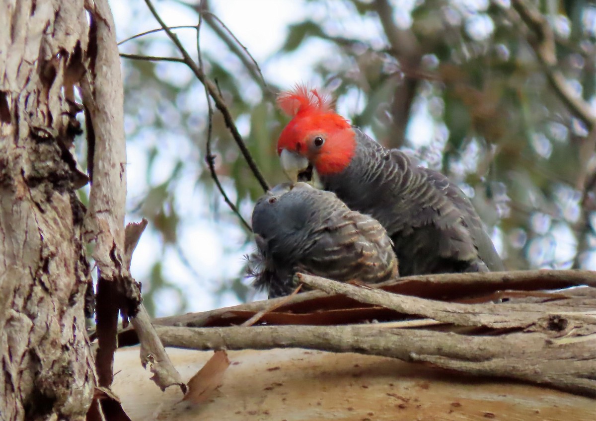 Miğferli Kakadu - ML646650941