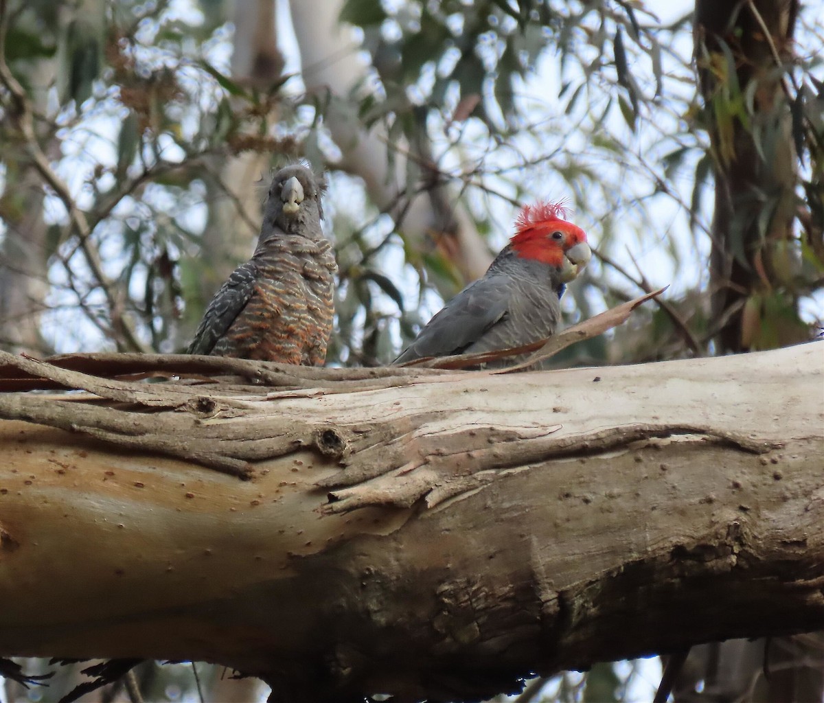 Miğferli Kakadu - ML646650942