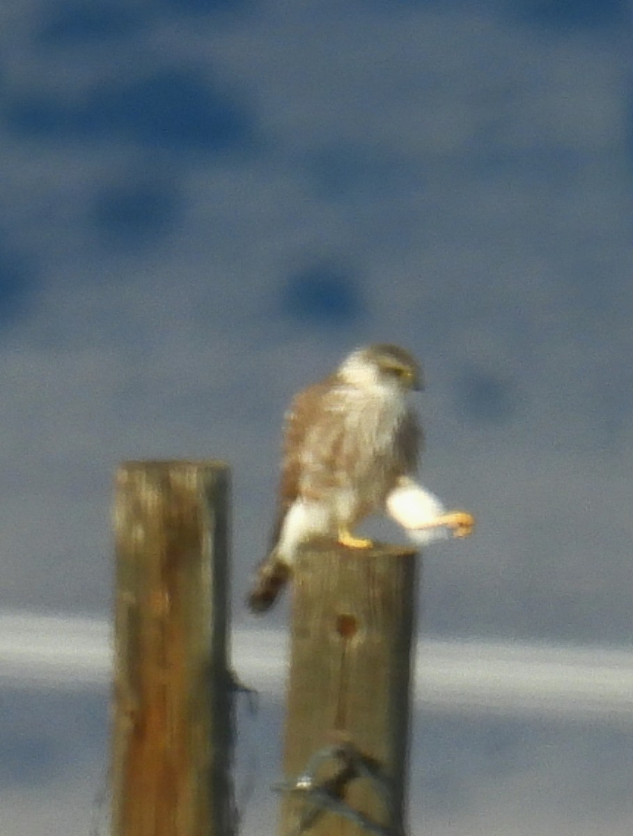 Merlin - ML646650943