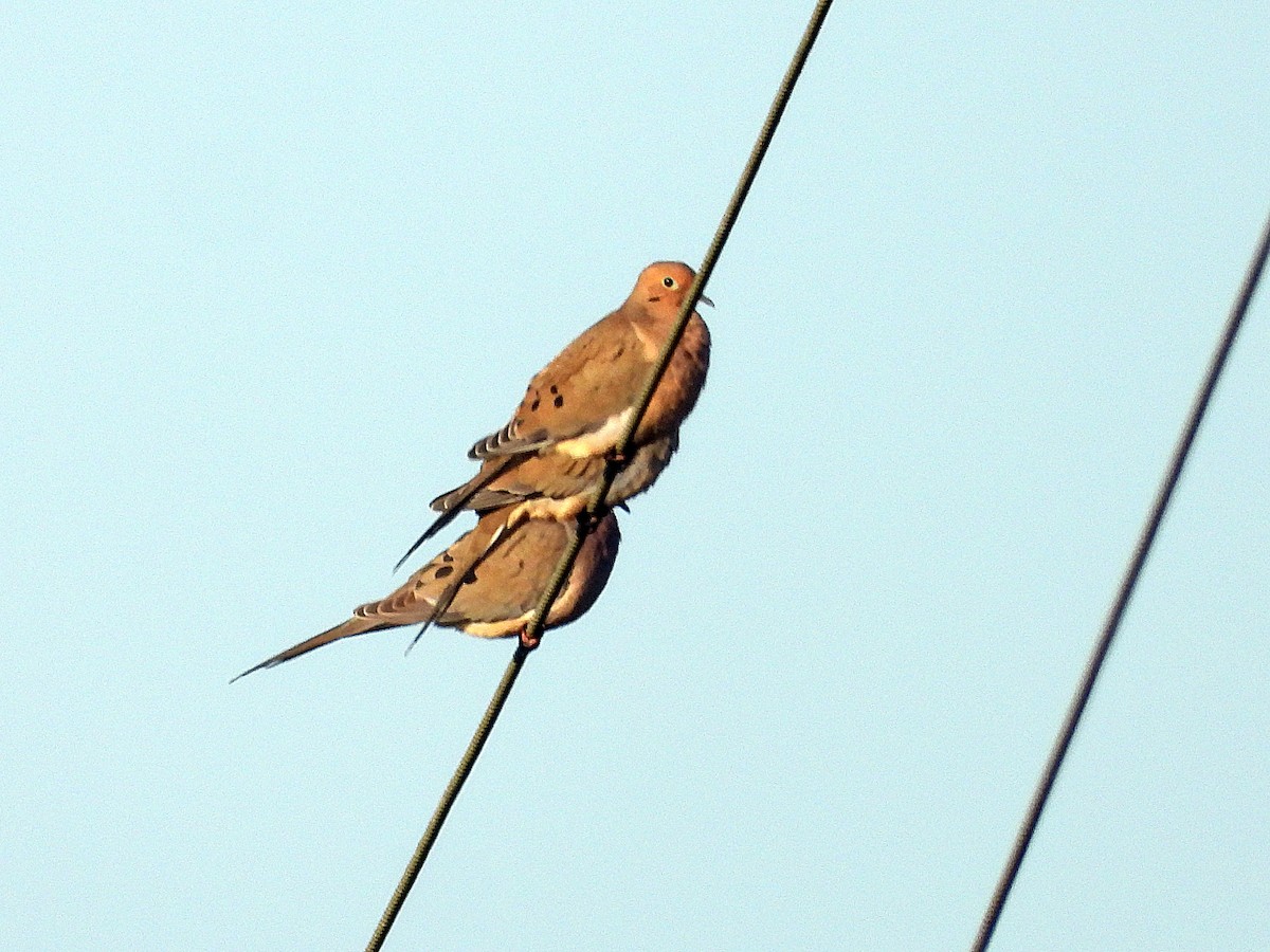 Mourning Dove - ML646650944