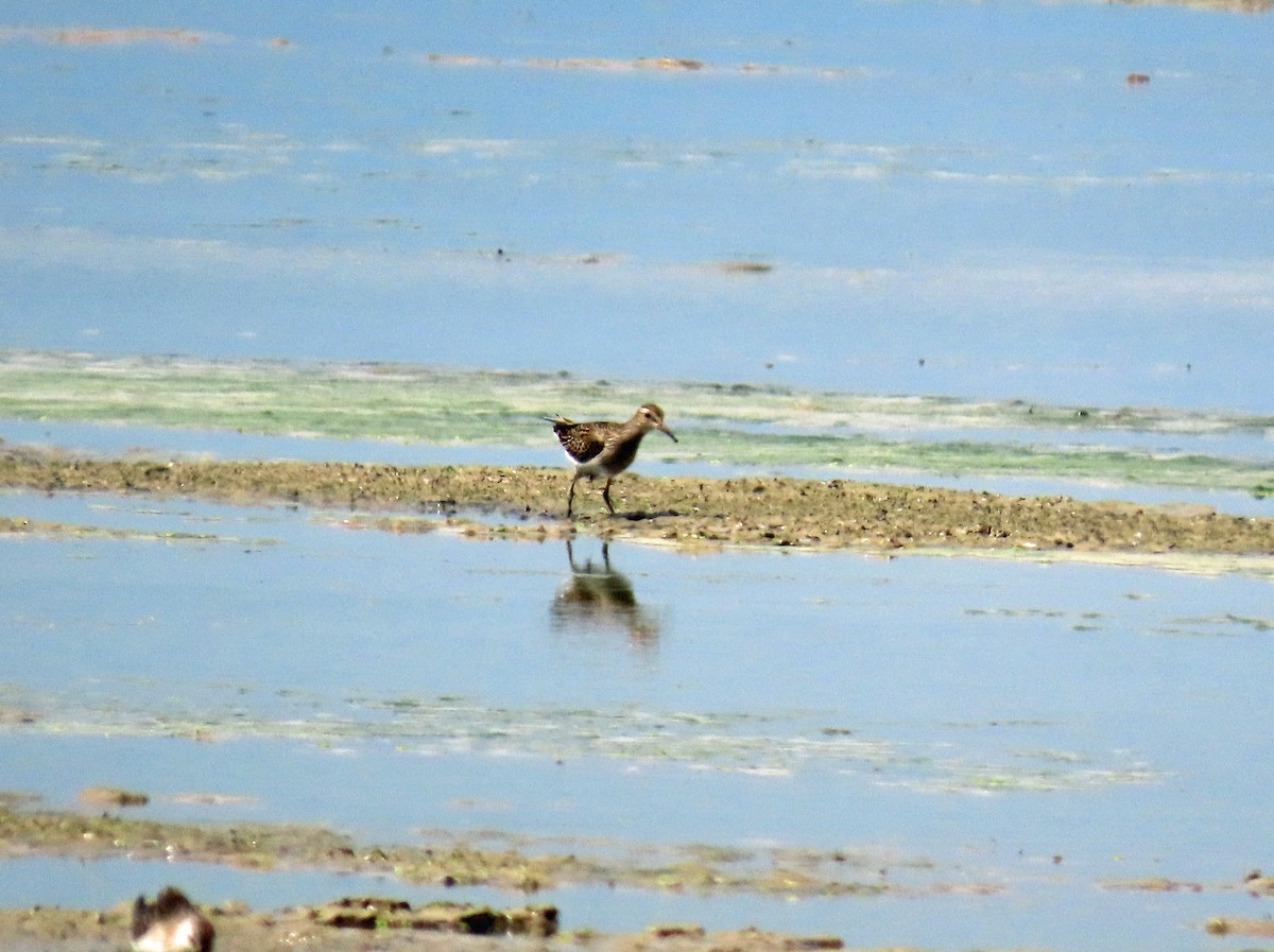 חופית כהת-חזה - ML646650945