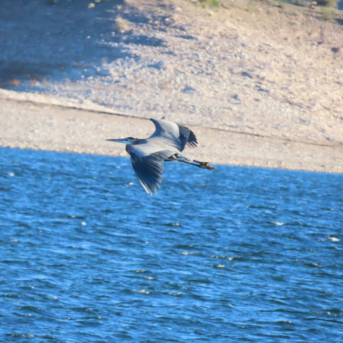 herodiashegre - ML646650946