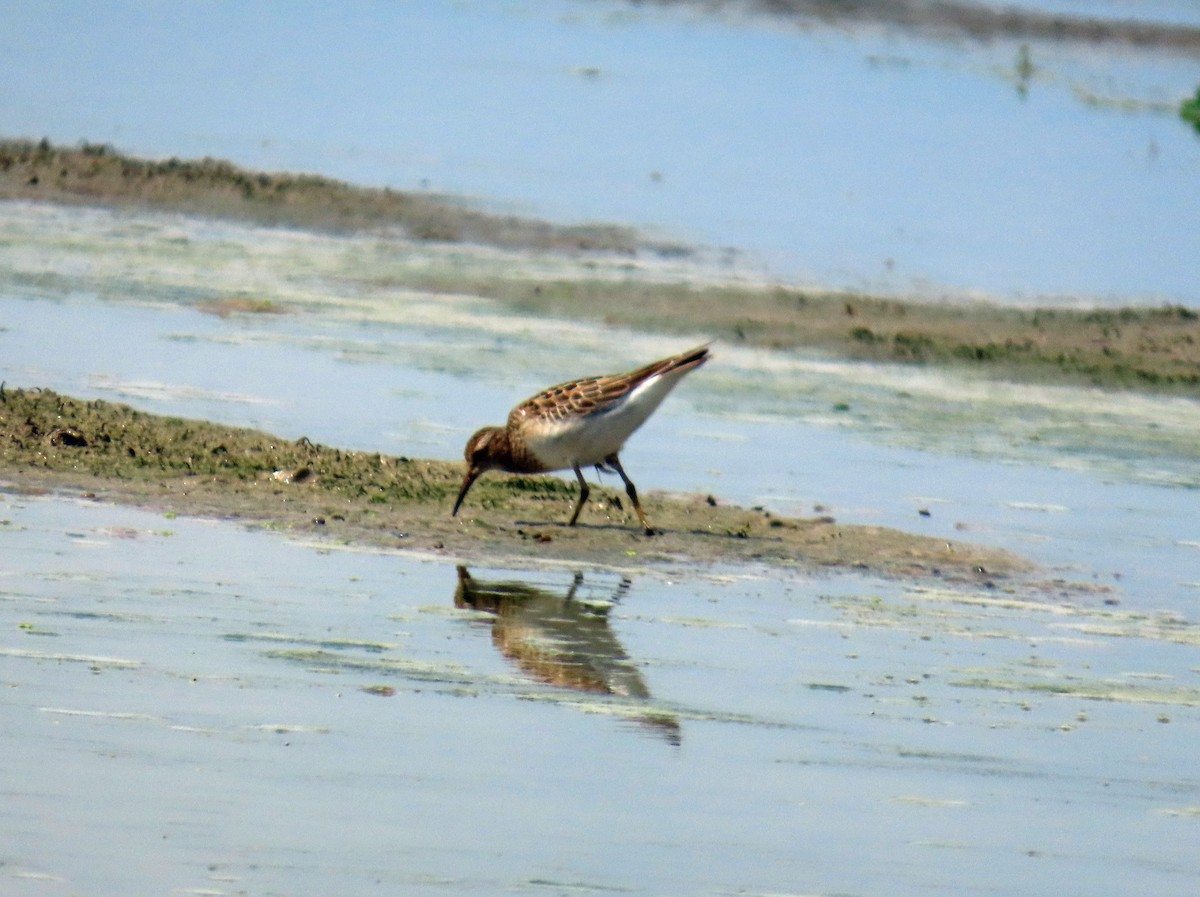 חופית כהת-חזה - ML646650947