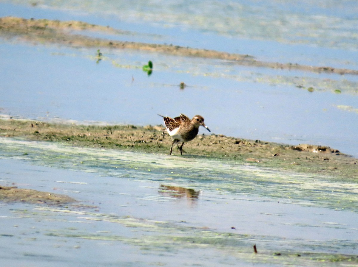 חופית כהת-חזה - ML646650948
