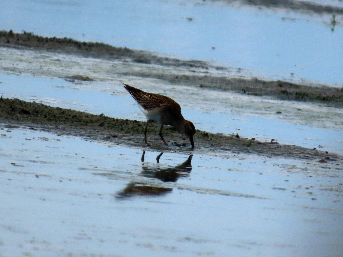חופית כהת-חזה - ML646650949