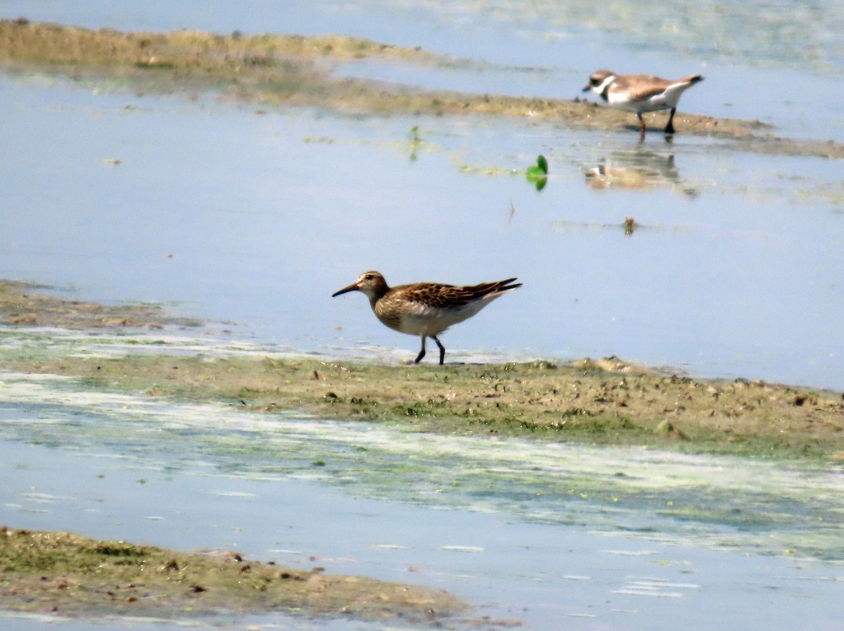חופית כהת-חזה - ML646650950