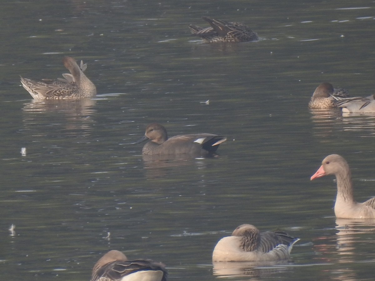 赤膀鴨 - ML646650951